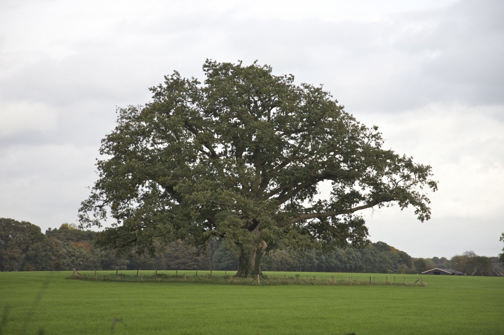 De grote eik bij kasteel Vorden, één van de monumentale bomen in de gemeente Bronckhorst.