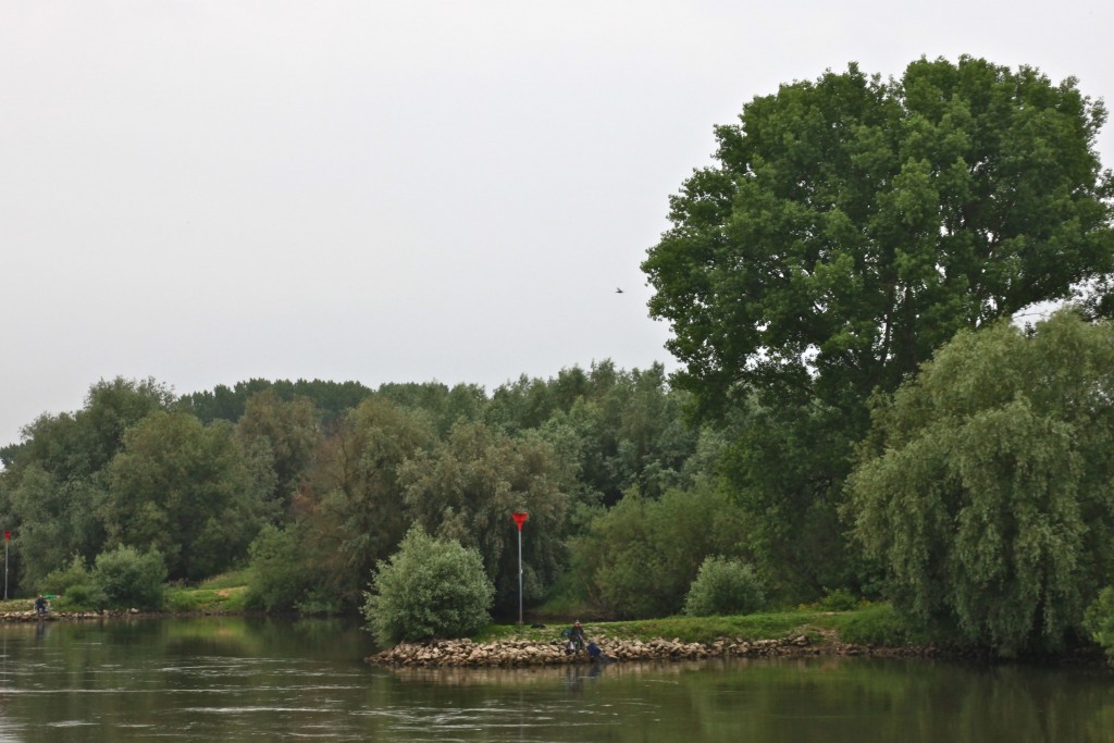 Maar behalve bomen ziet Rijkswaterstaat liefst ook geen struikgewas meer in de uiterwaarden (foto: Hans Thijssen).