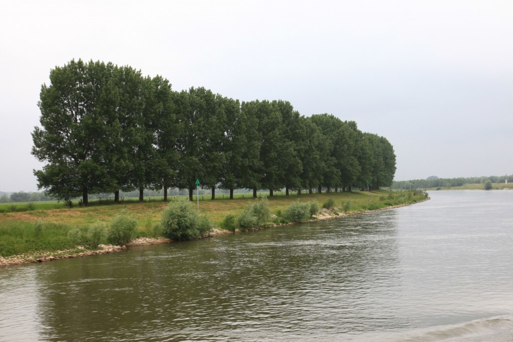 Rijkswaterstaat wil bomenrijen langs de IJssel kappen (foto: Hans Thijssen).