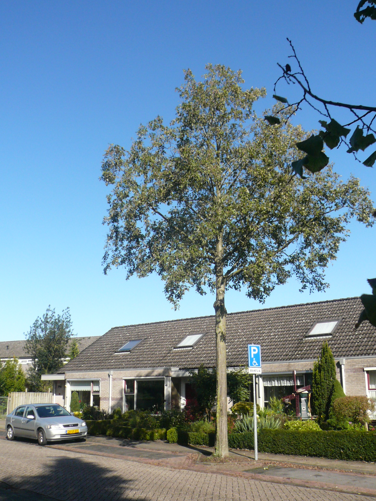 Vereniging Bomenbelang Bronckhorst -